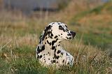 DALMATIEN 464